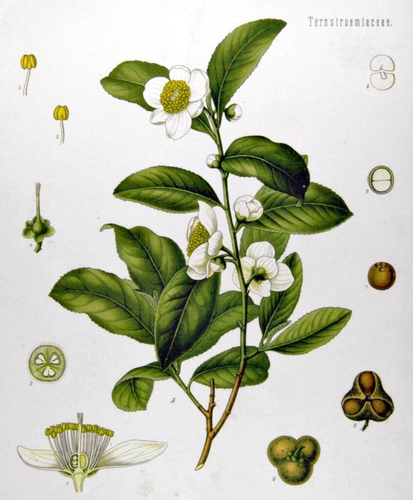 A biological study and visual description of Camellia Sinensis. Showing leaves, flowers, pollen, and seeds.
