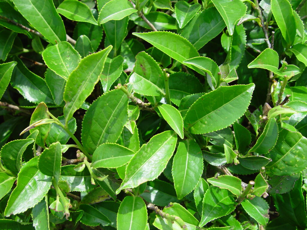 Close up of the leaves of Camellia sinensis.